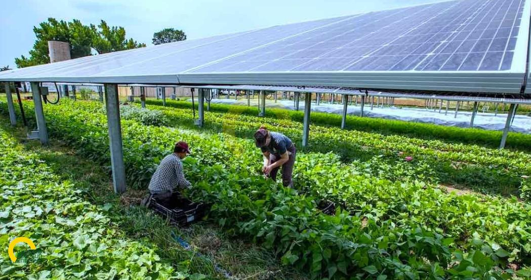 Solar_Power_Plants_for_Livestock_Farms_and_Agricultural_Industries.jpg
